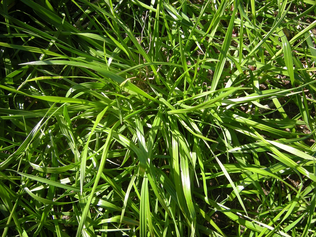 Raigras annually