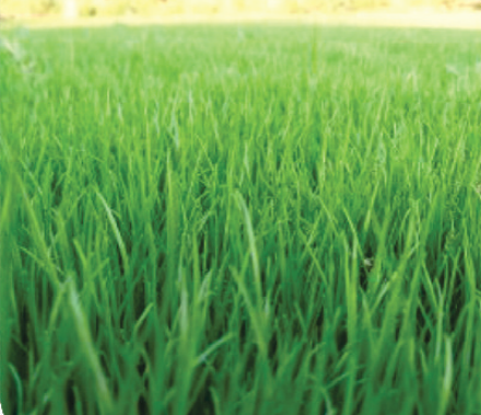LOLIUM<br /><span>Perennial Ryegrass</span>