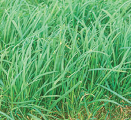 LOLIUM<br /><span>Raigras Hybrid</span>