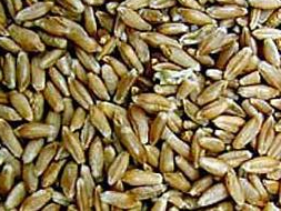 TRITICALE