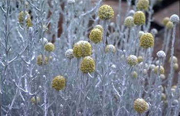 LEUCOPHYTA<br /><span>Cushion Bush</span>