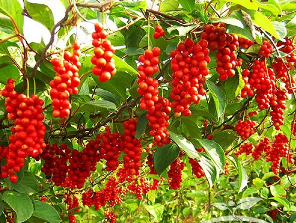 SCHISANDRA