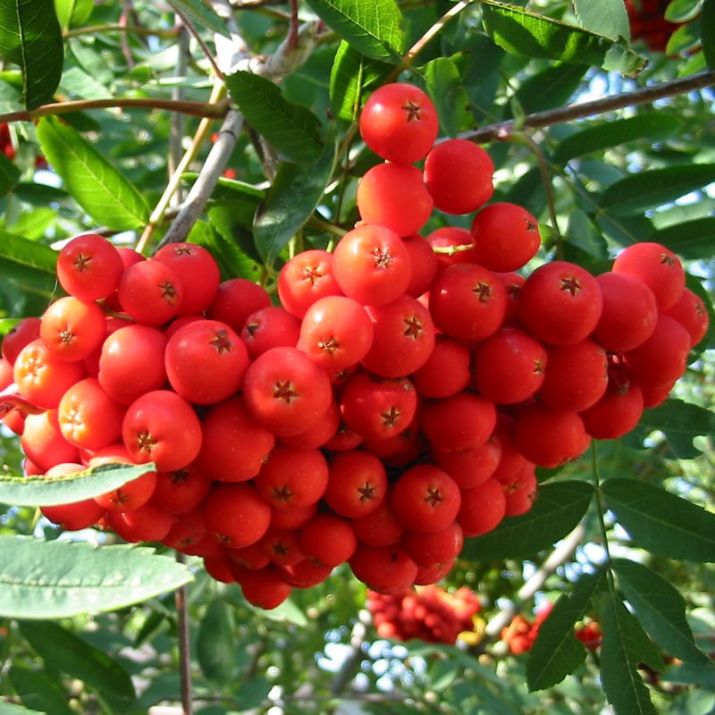 SORBUS<br /><span>Scoruș De Munte</span>