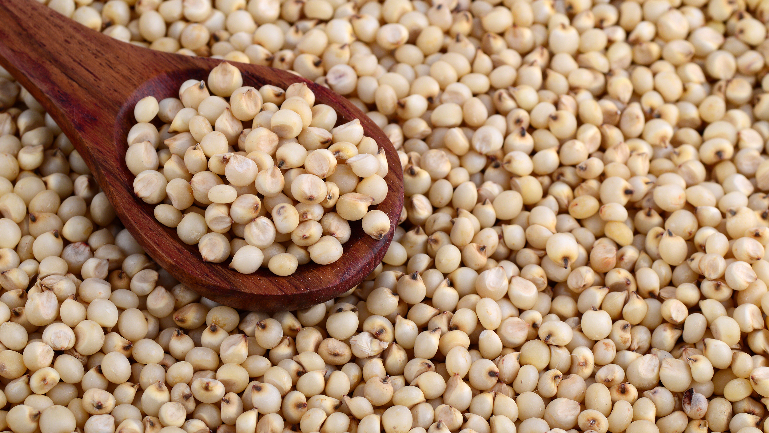 SORGHUM