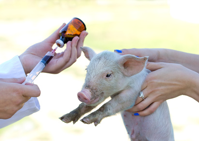 Servicii veterinare