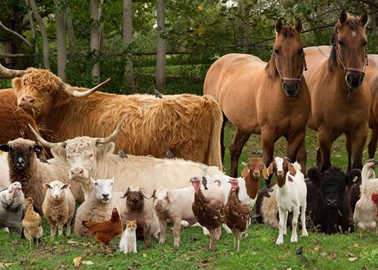 Services for animal husbandry