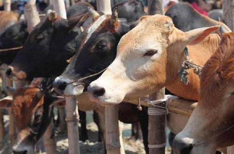 Bovine pentru sacrificare