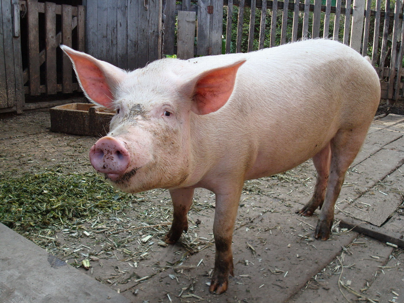 Porci domestici