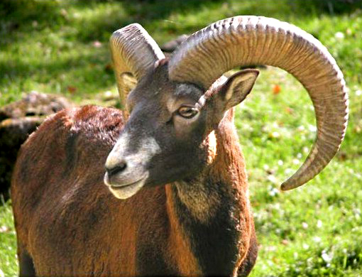 Mufloni