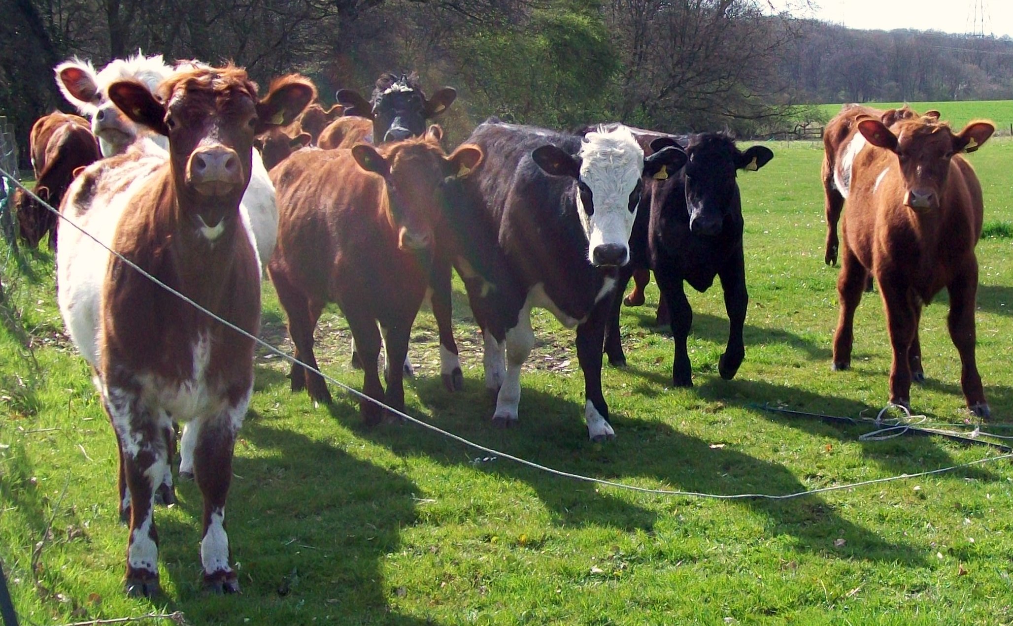 Bovine domestice