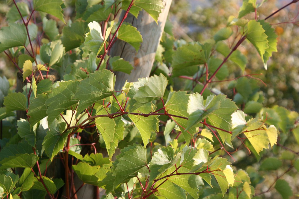 VITIS<br /><span>Rootstock</span>