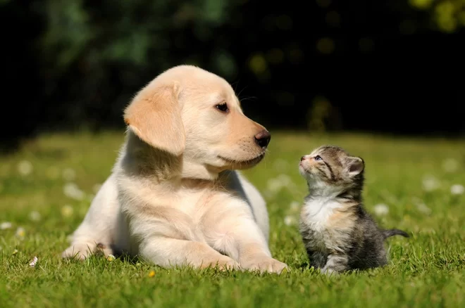 Animale de companie