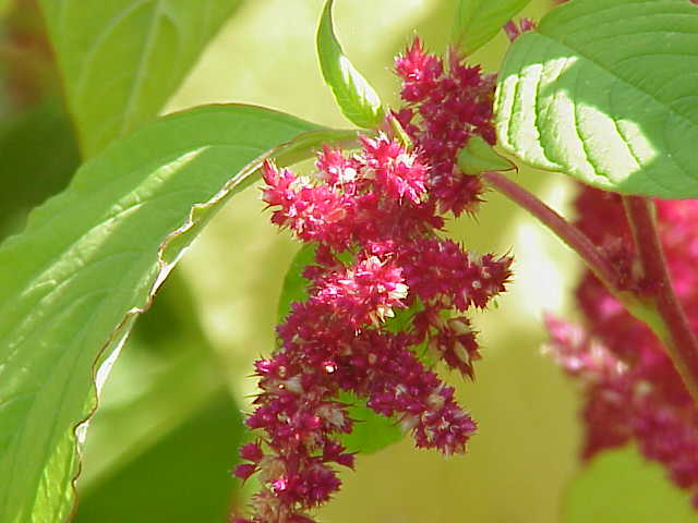 AMARANTHUS<br /><span>Amarant</span>