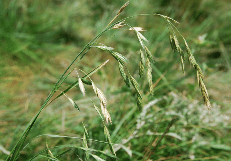BROMUS<br /><span>Rescue Grass</span>