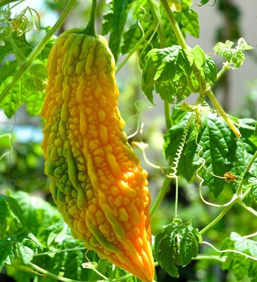 CUCUMIS, MOMORDICA<br /><span>Castravete Amar</span>