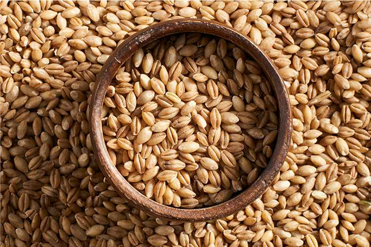 HORDEUM<br /><span>Orz *Temp</span>