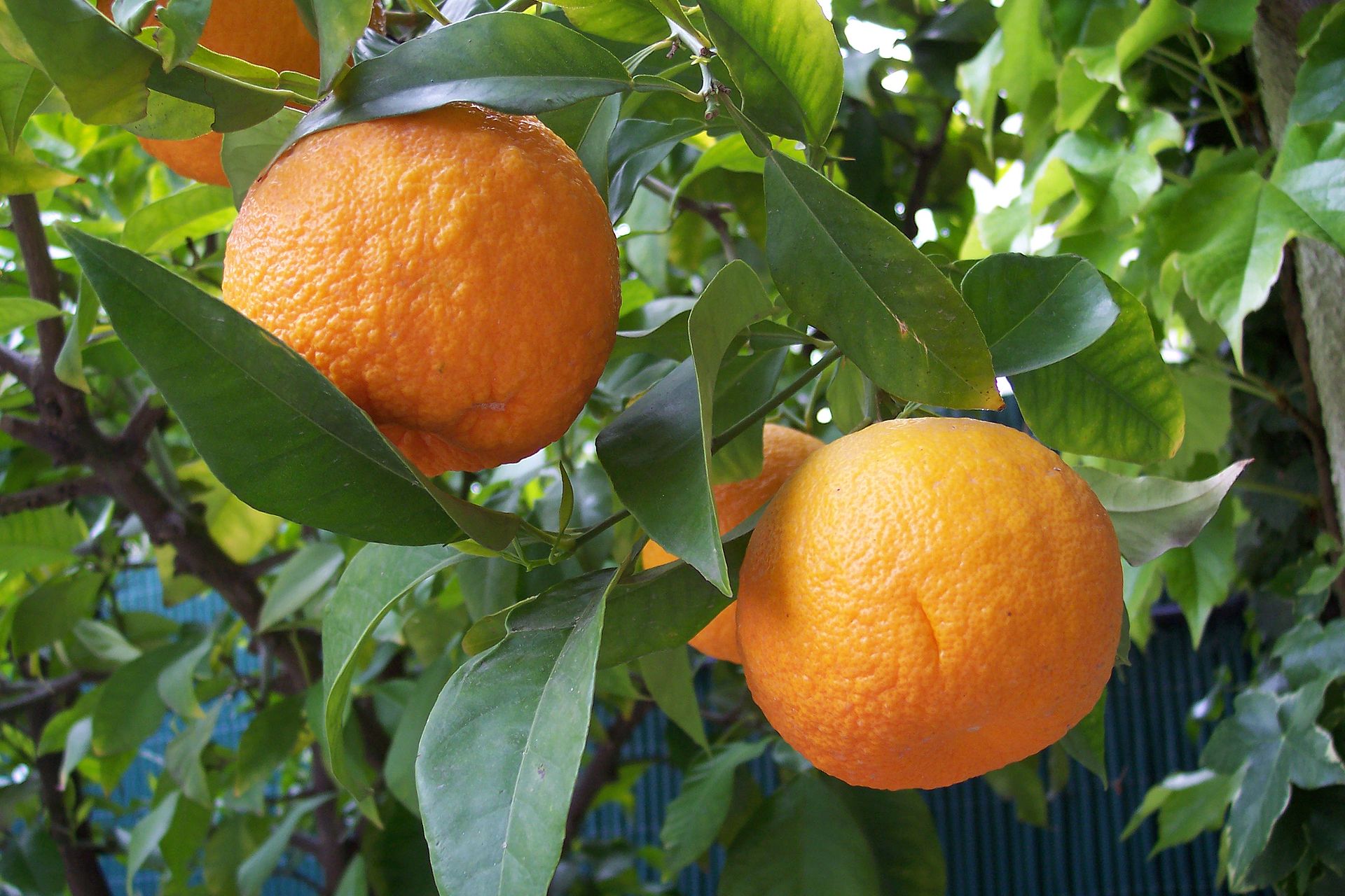 CITRUS<br /><span>Portocal Amar</span>