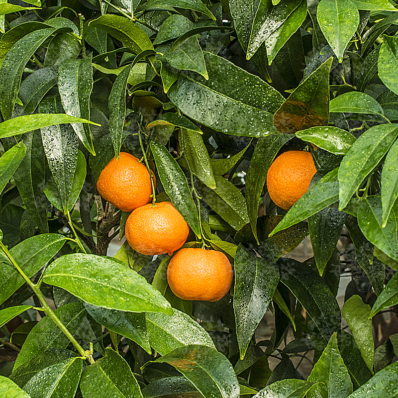 CITRUS<br /><span>Tangerin Italian</span>