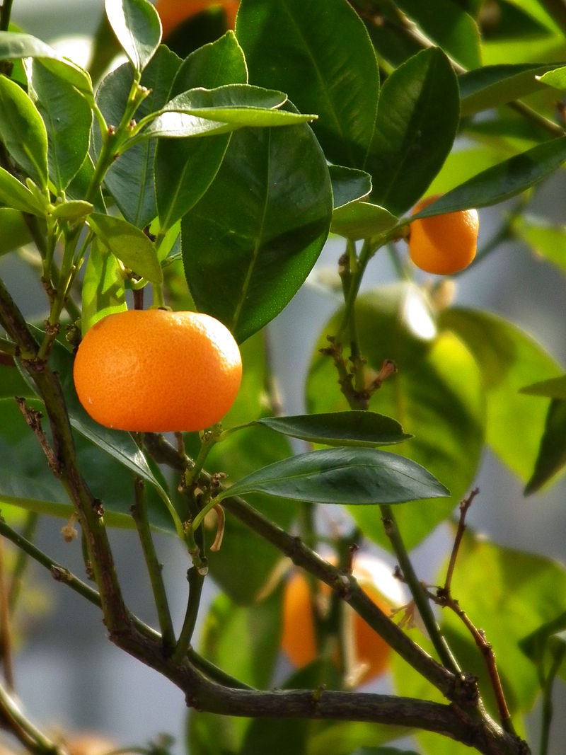 CITRUS<br /><span>Mandarin Tangerin</span>