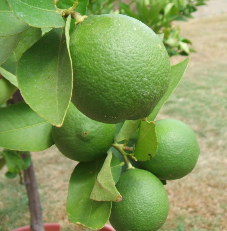 CITRUS<br /><span>Limetă</span>