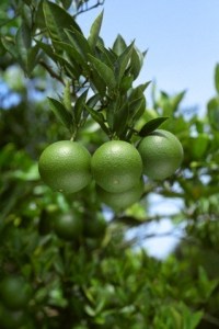 CITRUS<br /><span>Limetă Fără Sâmburi</span>