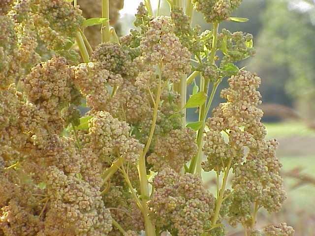 CHENOPODIUM<br /><span>Quinoua</span>
