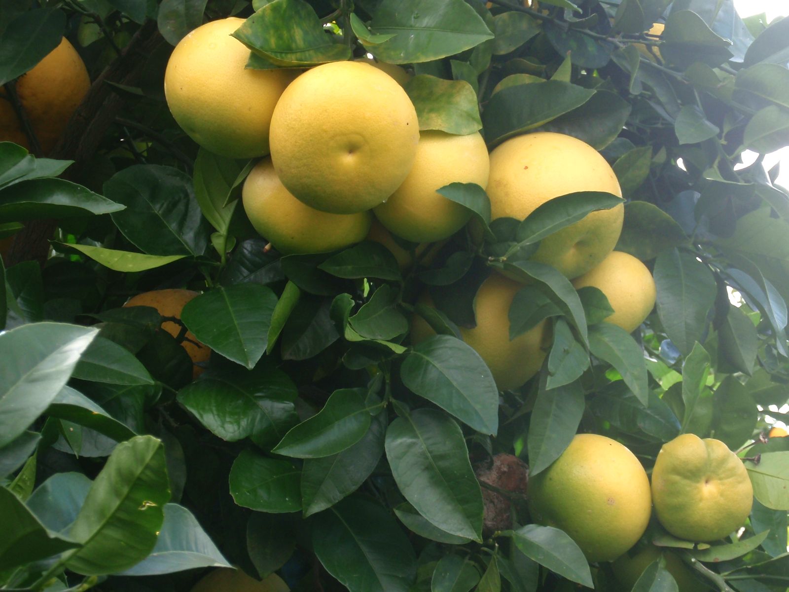 CITRUS<br /><span>Grepfrut</span>