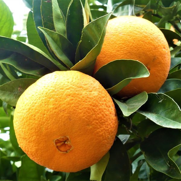 CITRUS<br /><span>Portocal Navel</span>