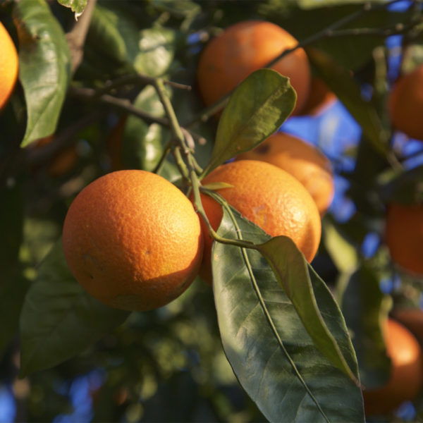 CITRUS<br /><span>Portocal Dulce, Comun</span>