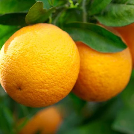 CITRUS<br /><span>Portocal Valencia</span>