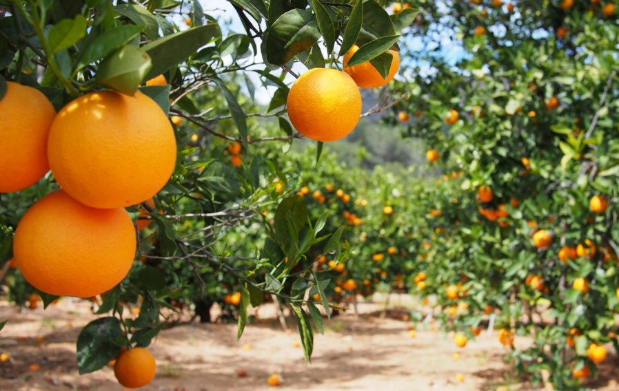 CITRUS<br /><span>Portocal Dulce, Hibrid</span>