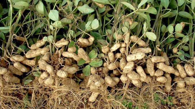 ARACHIS<br /><span>Alun De Pământ</span>