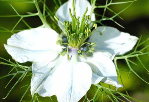 NIGELLA<br /><span>Negrilică</span>