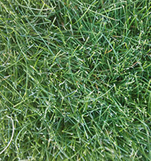 FESTUCA<br /><span>Fine Fescue</span>