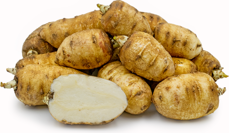 CHAEROPHYLLUM<br /><span>Bulbous Chervil</span>