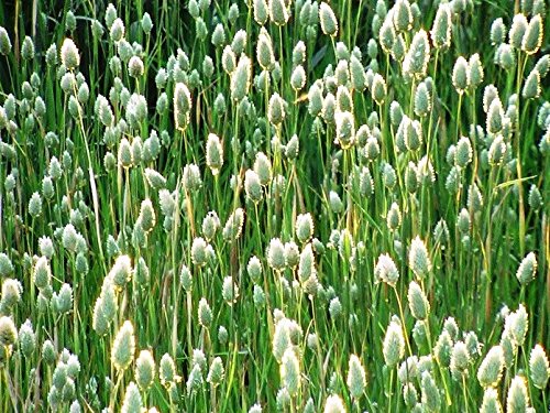 PHALARIS<br /><span>Iarba Canarilor</span>
