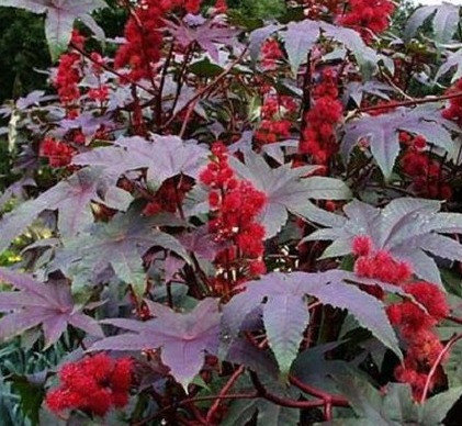 RICINUS<br /><span>Ricin</span>