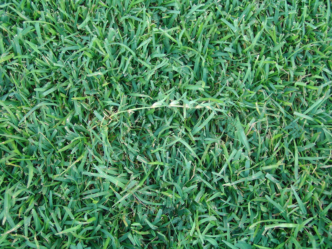 EREMOCHLOA<br /><span>Centipede Grass</span>