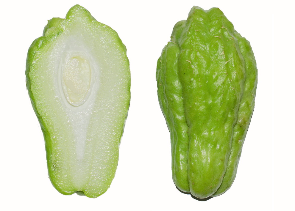 SECHIUM<br /><span>Dovlecel Mirliton</span>