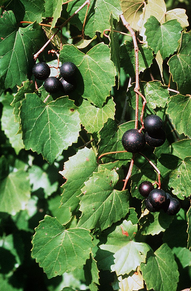 VITIS<br /><span>Muscadine Grape</span>