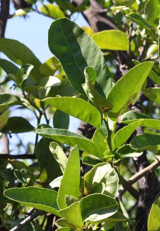 CITRUS<br /><span>Portaltoi Pentru Citrice</span>