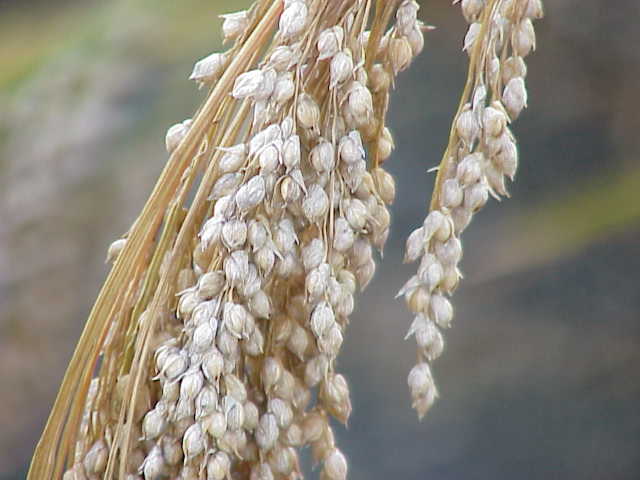 PANICUM<br /><span>Mei</span>
