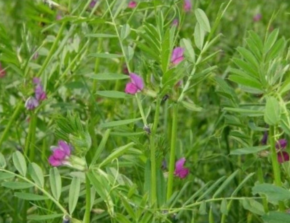 VICIA<br /><span>Common Vetch</span>