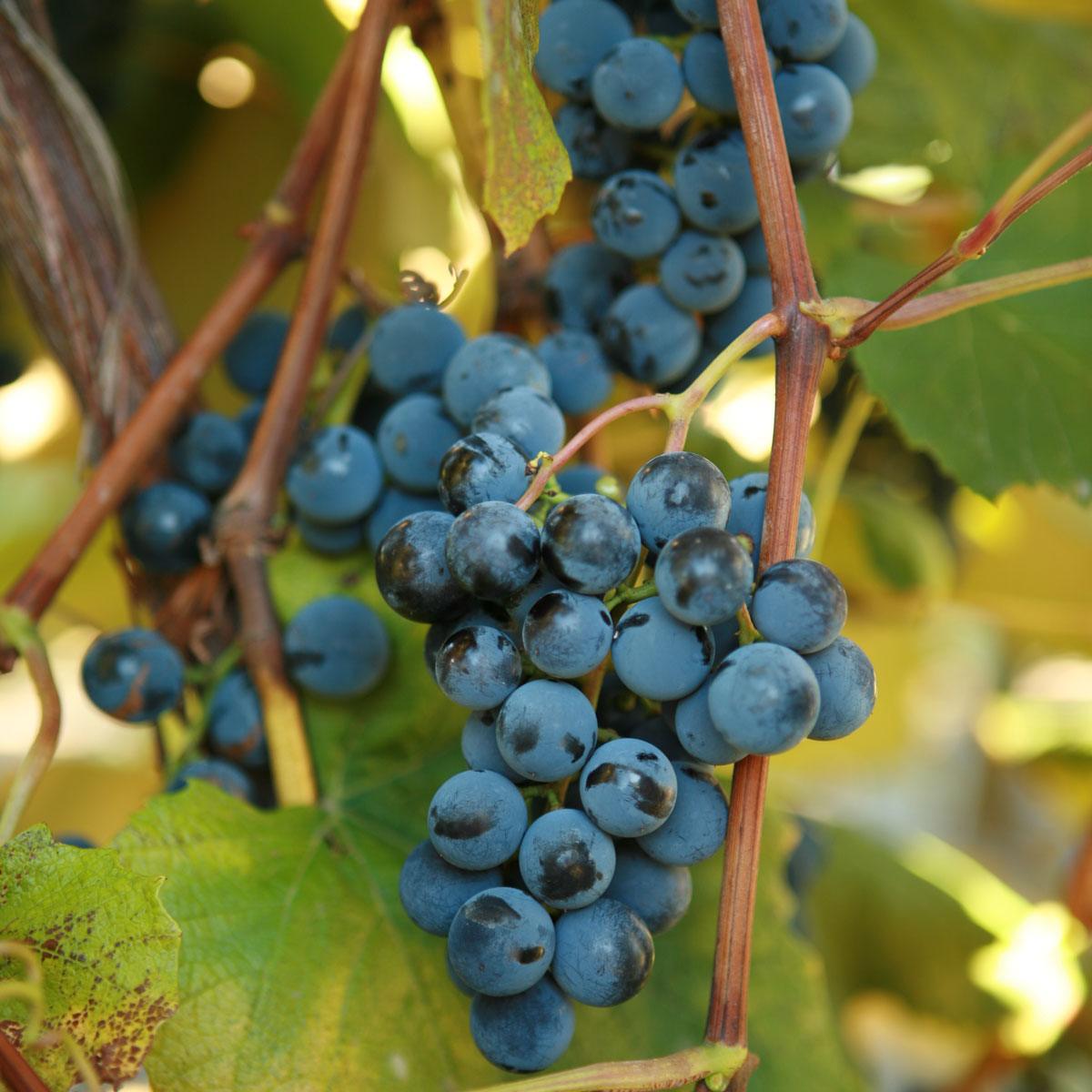 VITIS<br /><span>Concord Grape</span>