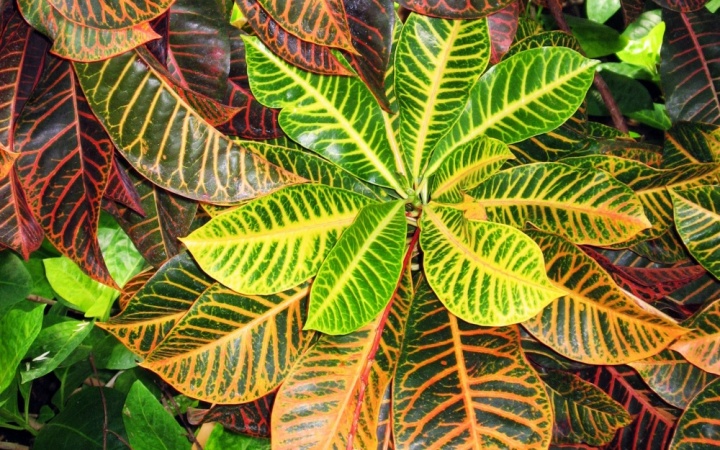 CODIAEUM<br /><span>Croton</span>