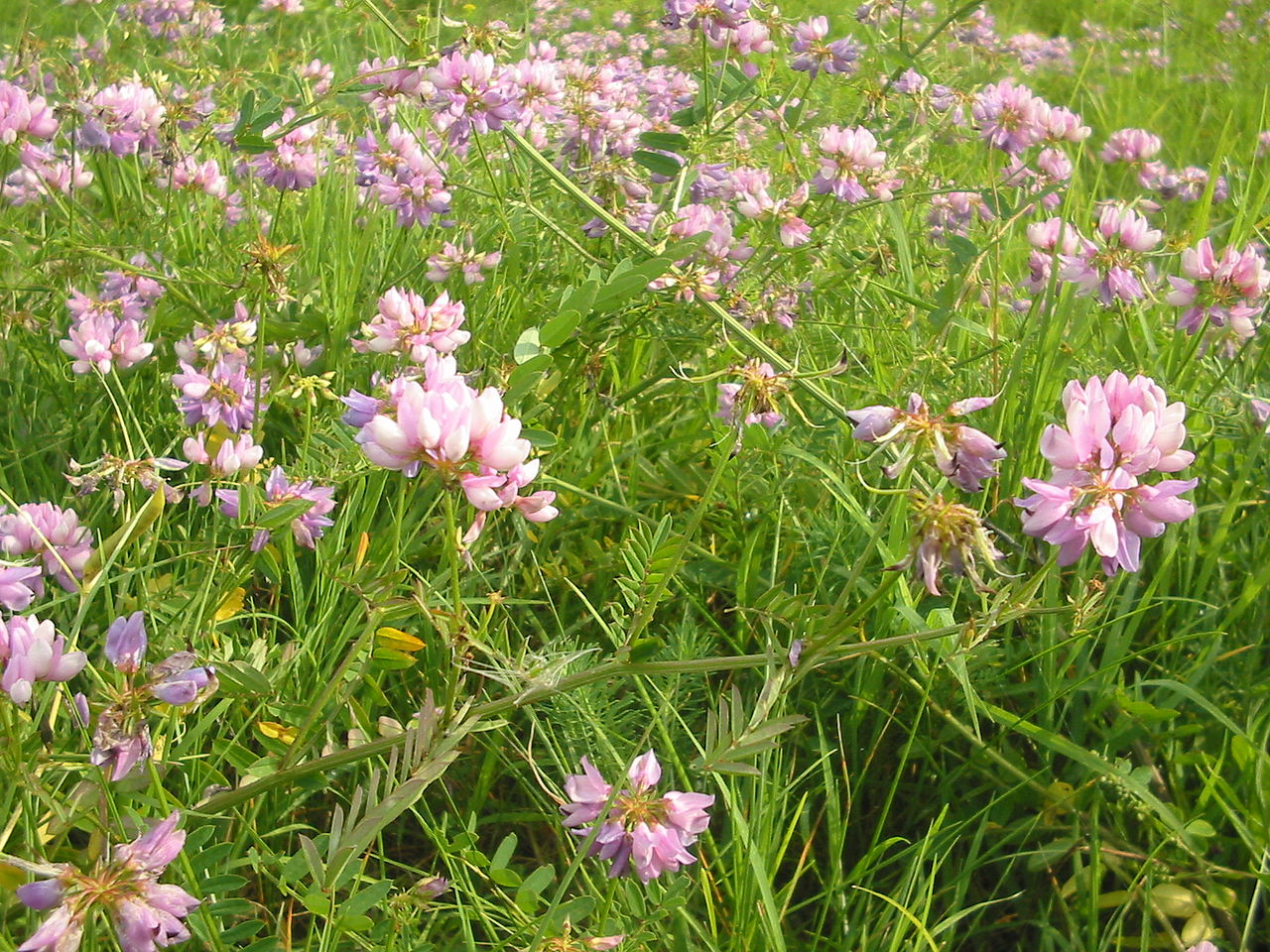 SECURIGERA<br /><span>Crown Vetch</span>