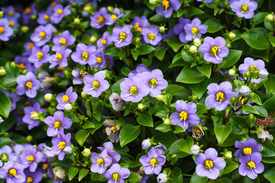 EXACUM<br /><span>Violetă Persană</span>