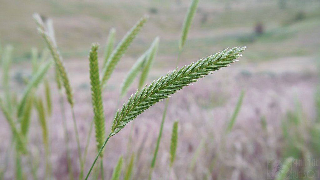AGROPYRON<br /><span>Iarbă De Grâu Crestată</span>