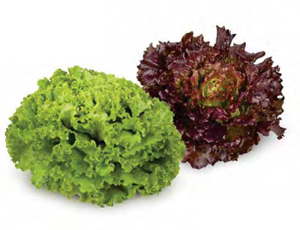 LACTUCA<br /><span>Salată Crocantă De Vară</span>