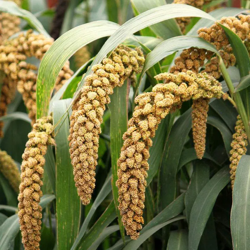 SETARIA<br /><span>Dughie</span>